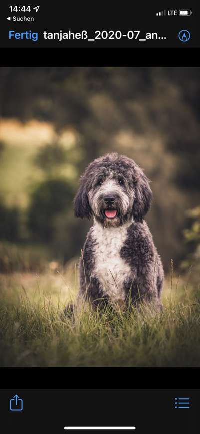 Dogorama Photo Challenge - Einmal lächeln bitte-Beitrag-Bild