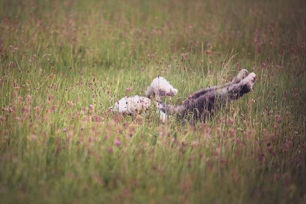 Lieblingsbild-Beitrag-Bild