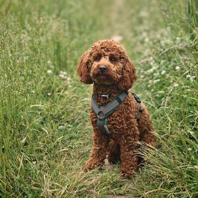 Hundetreffen-Spielerunde/treffen-Bild