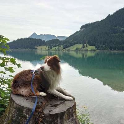 Hundetreffen-Spiel- und/oder Gassirunden-Bild