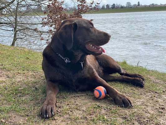 Die Dogorama Monats Challenge "Es grünt und blüht"-Beitrag-Bild