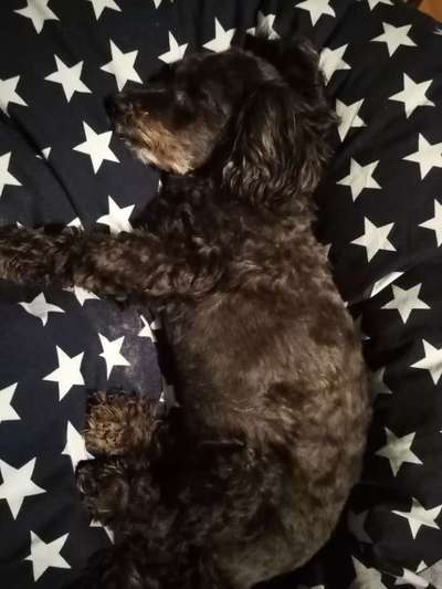 Darf der Hund bei Euch im Bett schlafen?-Beitrag-Bild