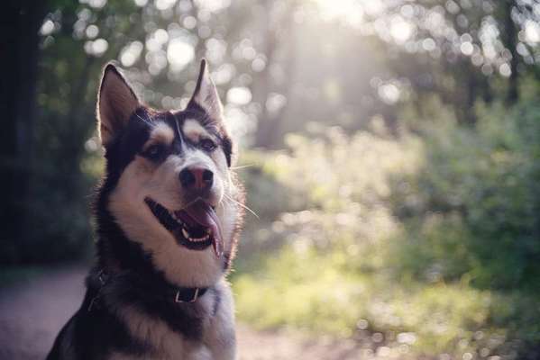 Husky-Beitrag-Bild