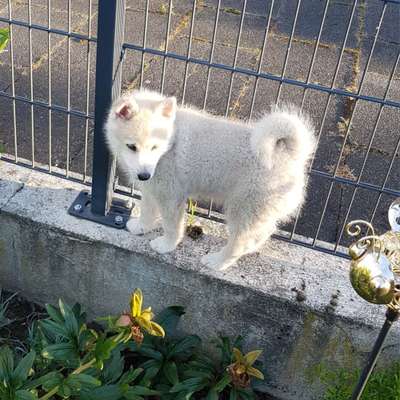 Welpen Bilder !-Beitrag-Bild