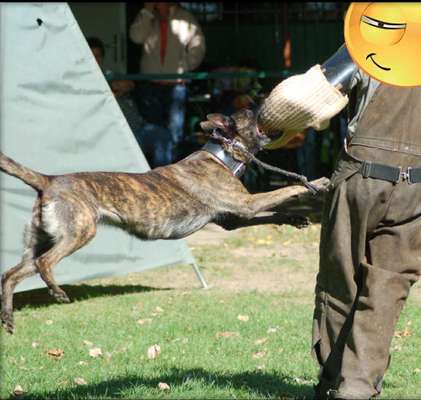 Challenge Nr. 16         Dynamik - Dein Hund in Bewegung-Beitrag-Bild