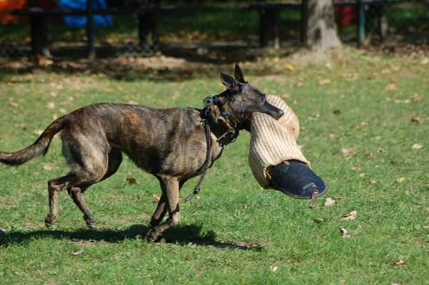 Holländische Schäferhunde-Beitrag-Bild