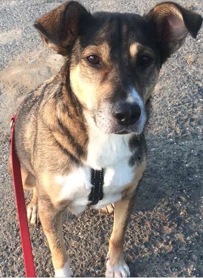 Dogorama Photo Challenge - Be my valentine-Beitrag-Bild