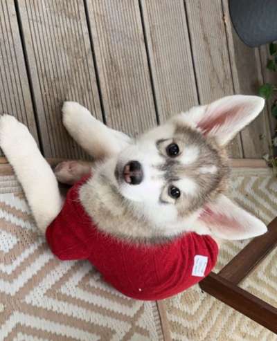 Mischlinge raten - Rätselspaß-Beitrag-Bild