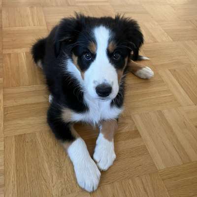 Hundetreffen-Welpen Spielerunde mit Zoey-Bild