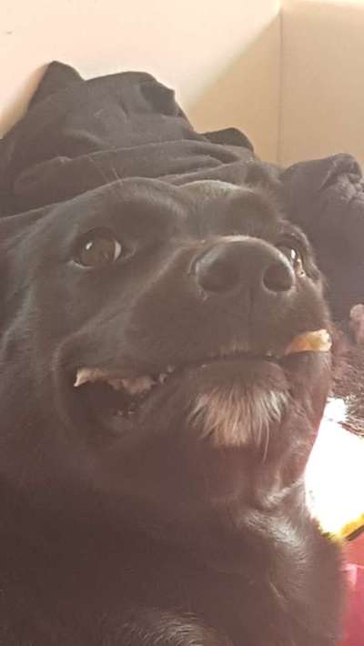 Lustigsten Grimassen von euren Hunden-Beitrag-Bild