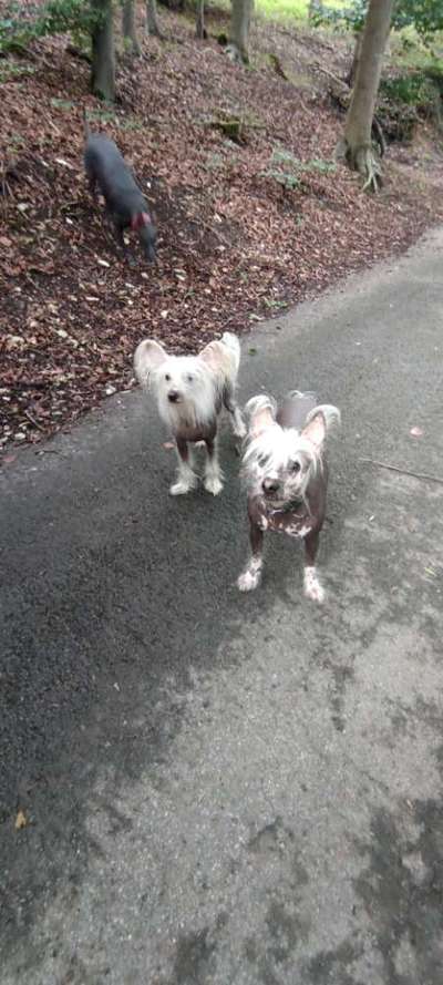 Hundetreffen-Hat jemand Lust Gassi zu gehen ?-Bild