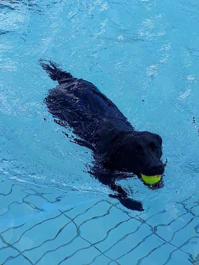 Die Dogorama Kalender Challenge Titelbild-Beitrag-Bild