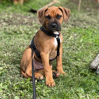 Hundetreffen-Junghundetreffen (Sozialisierung)-Bild