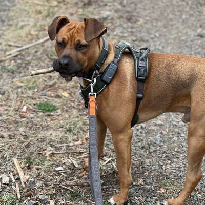 Hundetreffen-Junghundetreffen (Sozialisierung)-Bild