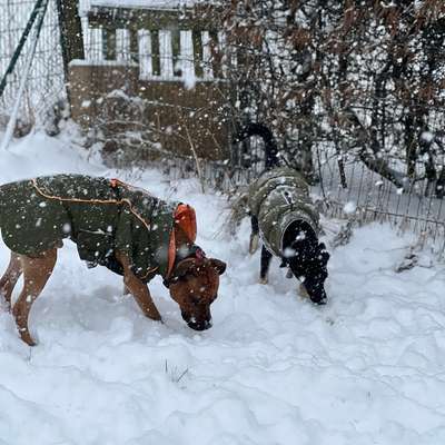 Hundetreffen-Begegnungen lernen – Schritt für Schritt-Bild