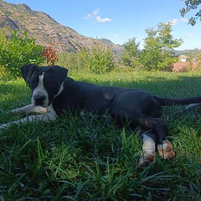 Hundetreffen-Hundetreffen Spaziergang/ Spiel-Bild