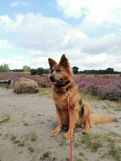 Alles rund um den Schäferhund, diskutieren erwünscht.-Beitrag-Bild