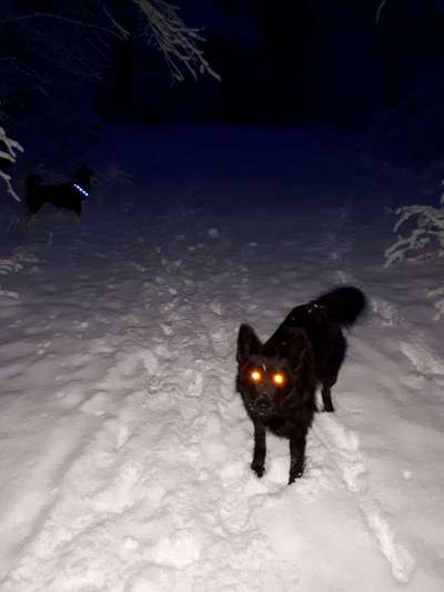 Die Dogorama Kalender Challenge Titelbild-Beitrag-Bild