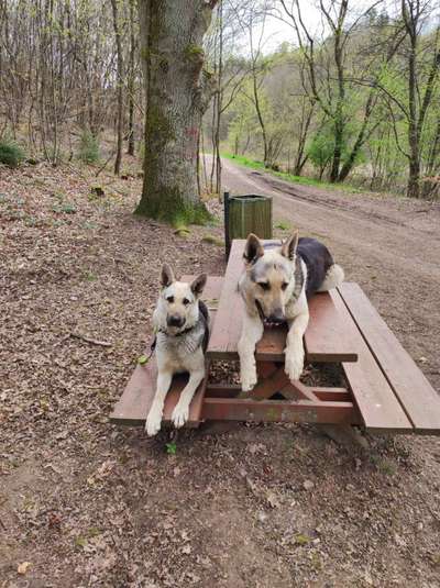 Wo sind die Osteuropäischen Schäferhunde-Beitrag-Bild