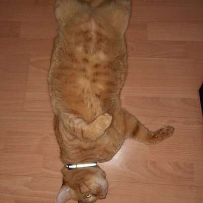 Hundetreffen-Welpen in der Nähe-Profilbild