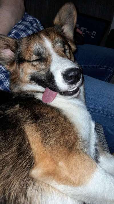 Mischlinge raten - Rätselspaß-Beitrag-Bild