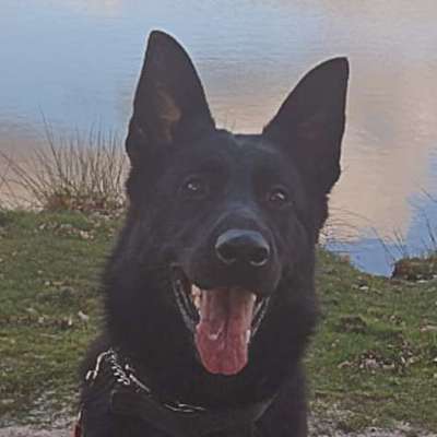 Hundetreffen-Traning OG Ihlow-Profilbild