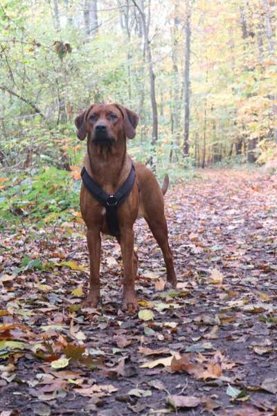 Hundetreffen-Hund zum flitzen oder raufen gesucht-Bild