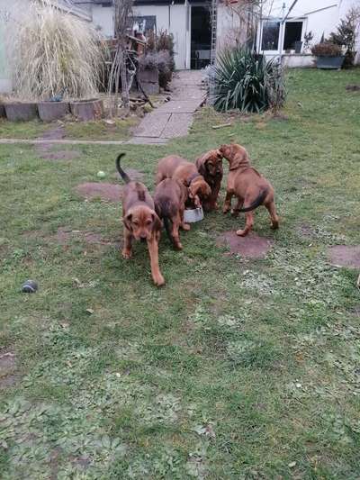Rhodesian Ridgeback-Beitrag-Bild