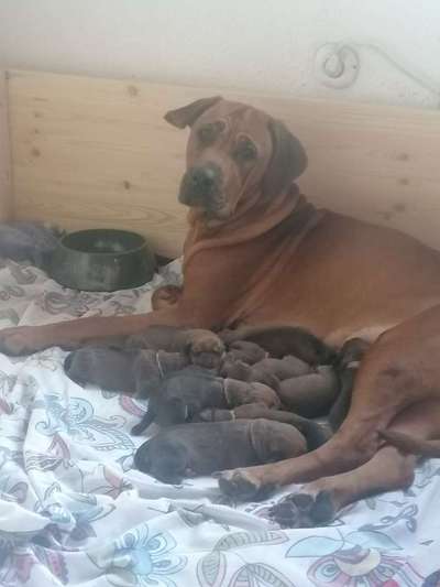 Rhodesian Ridgeback-Beitrag-Bild