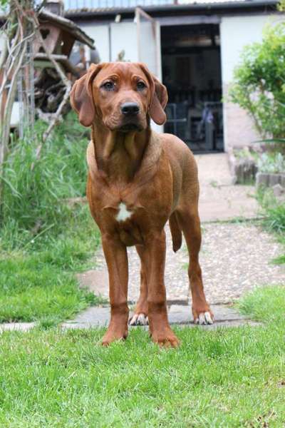 Rhodesian Ridgeback-Beitrag-Bild