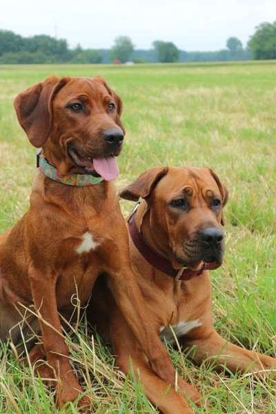 Rhodesian Ridgeback-Beitrag-Bild