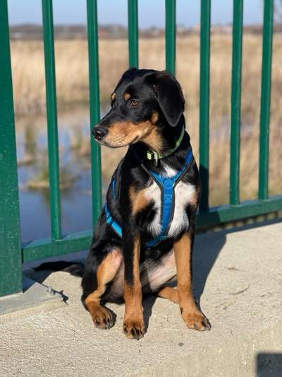 eure Junghunde 🐶🥰-Beitrag-Bild