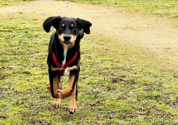 Hunde in Action-Beitrag-Bild