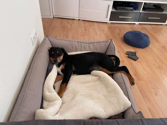 Das erste Bild eures Hundes-Beitrag-Bild