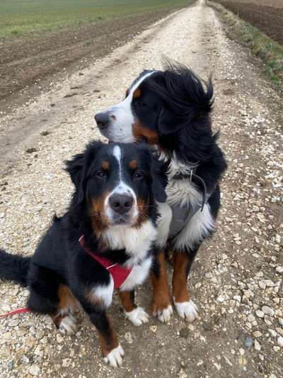 Berner Sennen-Beitrag-Bild