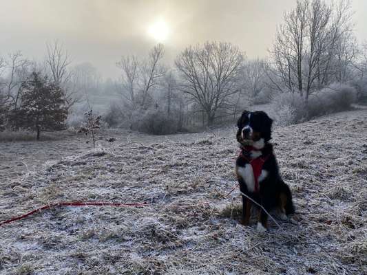 Dogorama Photo Challenge - Es wird nochmal kalt!-Beitrag-Bild