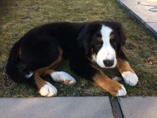 Berner Sennen-Beitrag-Bild