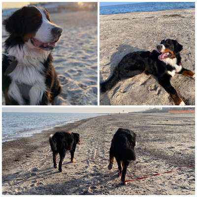 Berner Sennen-Beitrag-Bild