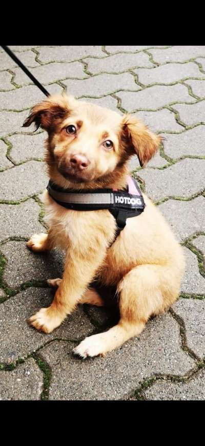 Welpen Bilder !-Beitrag-Bild