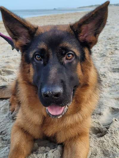 Alles rund um den Schäferhund, diskutieren erwünscht.-Beitrag-Bild