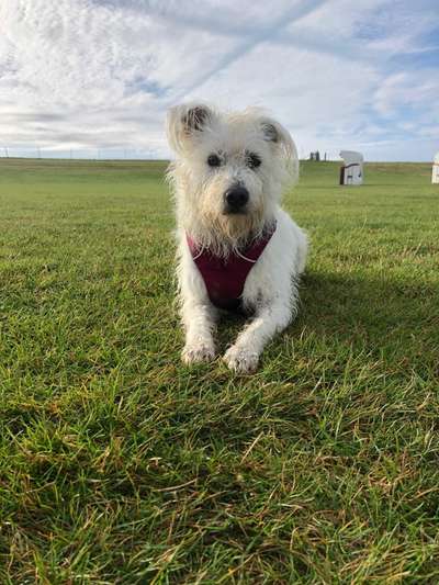 Hundetreffen-Gemeinsame Spaziergänge-Bild