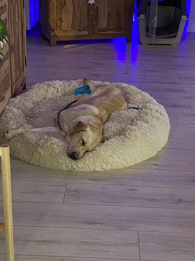 Hundeschlafplatz-Beitrag-Bild