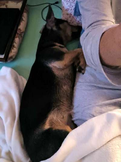 Darf der Hund bei Euch im Bett schlafen?-Beitrag-Bild