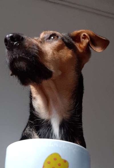 Mischlingshunde Foto Aufruf-Beitrag-Bild