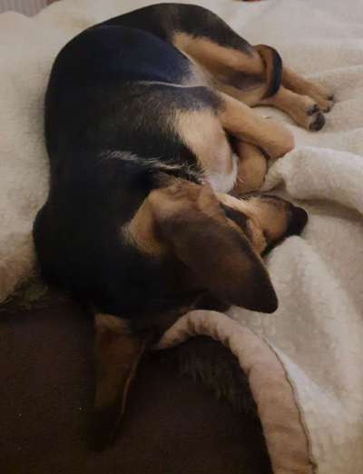 Gemeinsames Kuscheln im Bett!-Beitrag-Bild