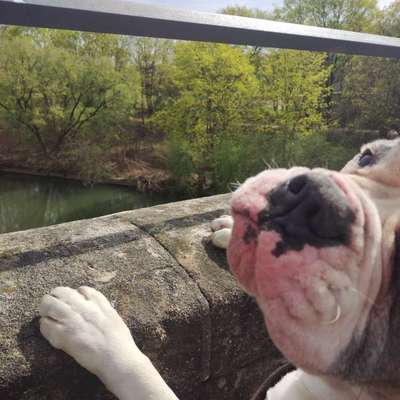 Hundetreffen-Trainingspartner/in für meinen intakten American Bulldog Rüden in 90419 Nürnberg St. Johannis-Bild