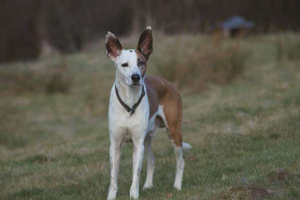 Podencomischling oder Podenco-Beitrag-Bild