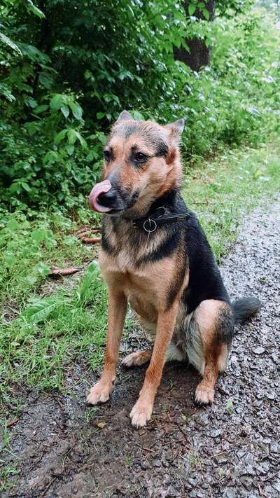 Die Dogorama Wochen Challenge: “Regenspaziergänge"-Beitrag-Bild