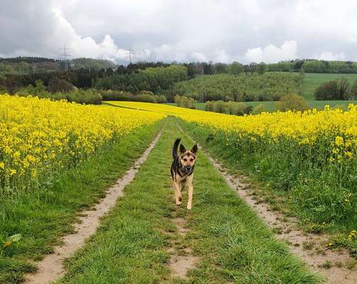 Die Dogorama Monats Challenge "Es grünt und blüht"-Beitrag-Bild