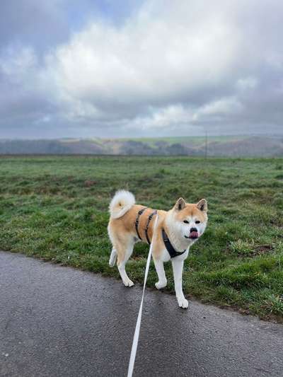 Hundetreffen-Spiel- und Gassifreund gesucht-Bild